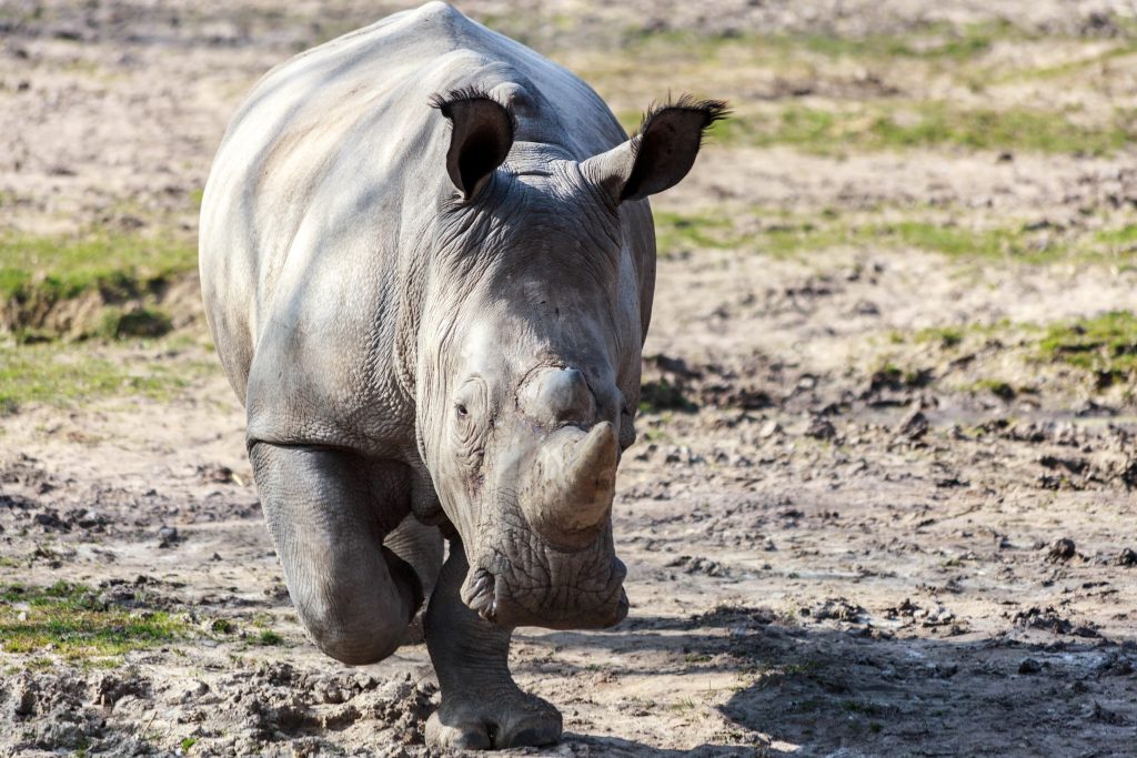 Comment les zoos peuvent-ils protéger leurs rhinocéros ?