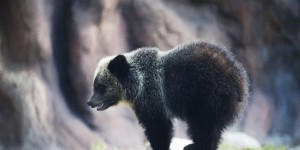 Alaska : Trump autorise la chasse aux loups et aux ours… jusque dans leurs tanières