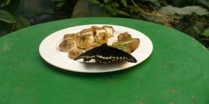 Hommage aux insectes, source d’inspiration et de nourriture (2)