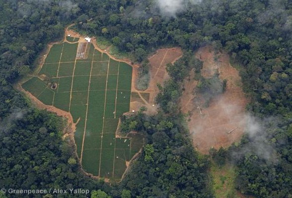 La France peut-elle sauver les forêts tropicales ?