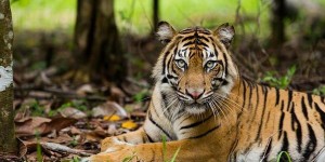 Huile de palme : Procter & Gamble s’engage à « Zéro Déforestation »