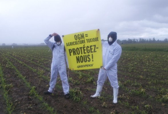 Action : du maïs OGM MON810 planté en France !