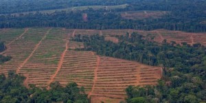 Trafic de bois illégal = menace pour les forêts africaines