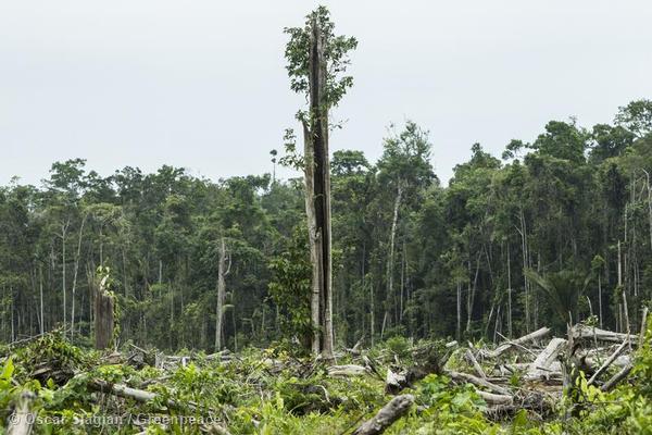 Déforestation : Carrefour et Cargill vont eux aussi bannir l’huile de palme “sale”