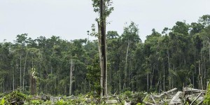 Déforestation : Carrefour et Cargill vont eux aussi bannir l’huile de palme “sale”