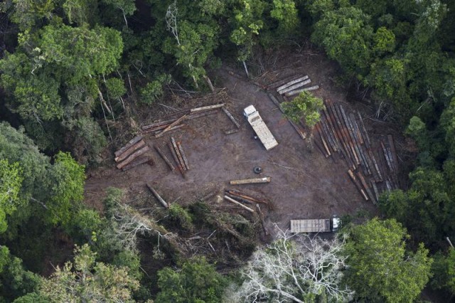 Amazonie : sur la piste du bois illégal
