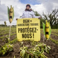 OGM : bientôt un nouveau cadre européen ?