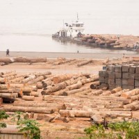 Exploitation forestière en RDC : un chaos organisé !