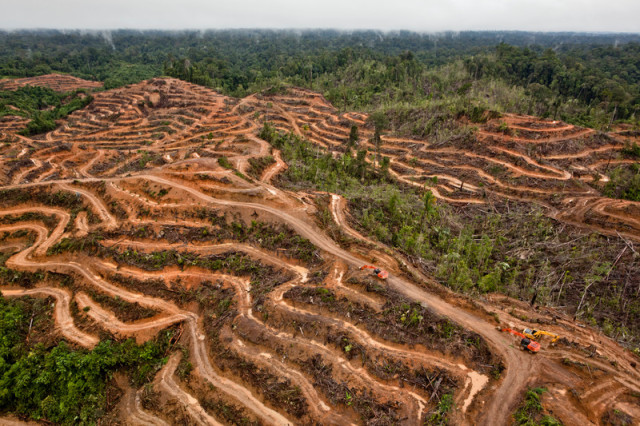 Huile de palme : des entreprises un peu plus respectueuses des forêts