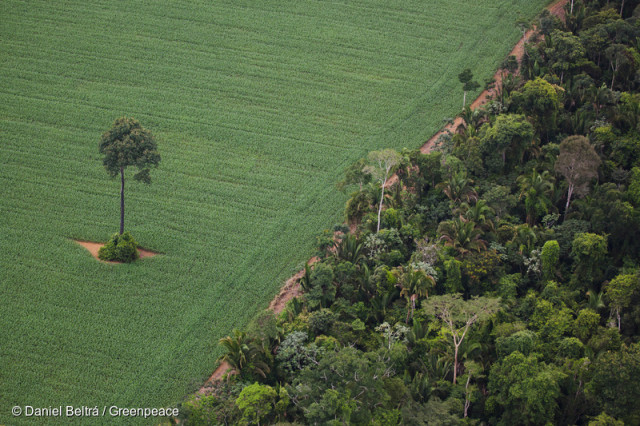 Amazonie : arrêt de la déforestation liée aux plantations de soja