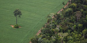 Amazonie : arrêt de la déforestation liée aux plantations de soja