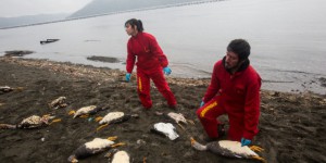 Chili : catastrophe environnementale majeure sur l’île de Chiloé