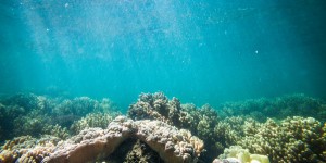 Les six plaies de la Grande Barrière de corail
