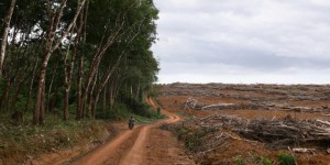 Zéro-déforestation : Michelin s’engage, la Socfin marginalisée