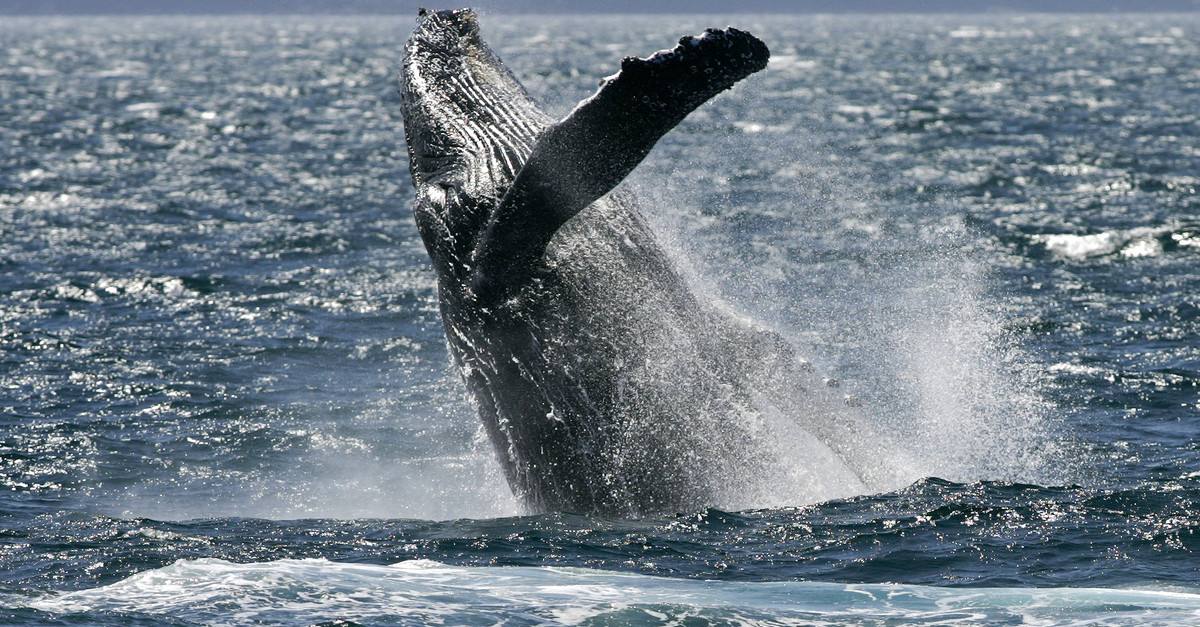La CBI rejette la proposition de création d’un sanctuaire baleinier