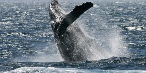 La CBI rejette la proposition de création d’un sanctuaire baleinier