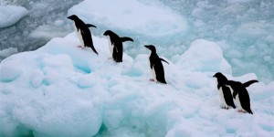 Victoire ! La plus vaste réserve marine du monde est créée au large de l’Antarctique