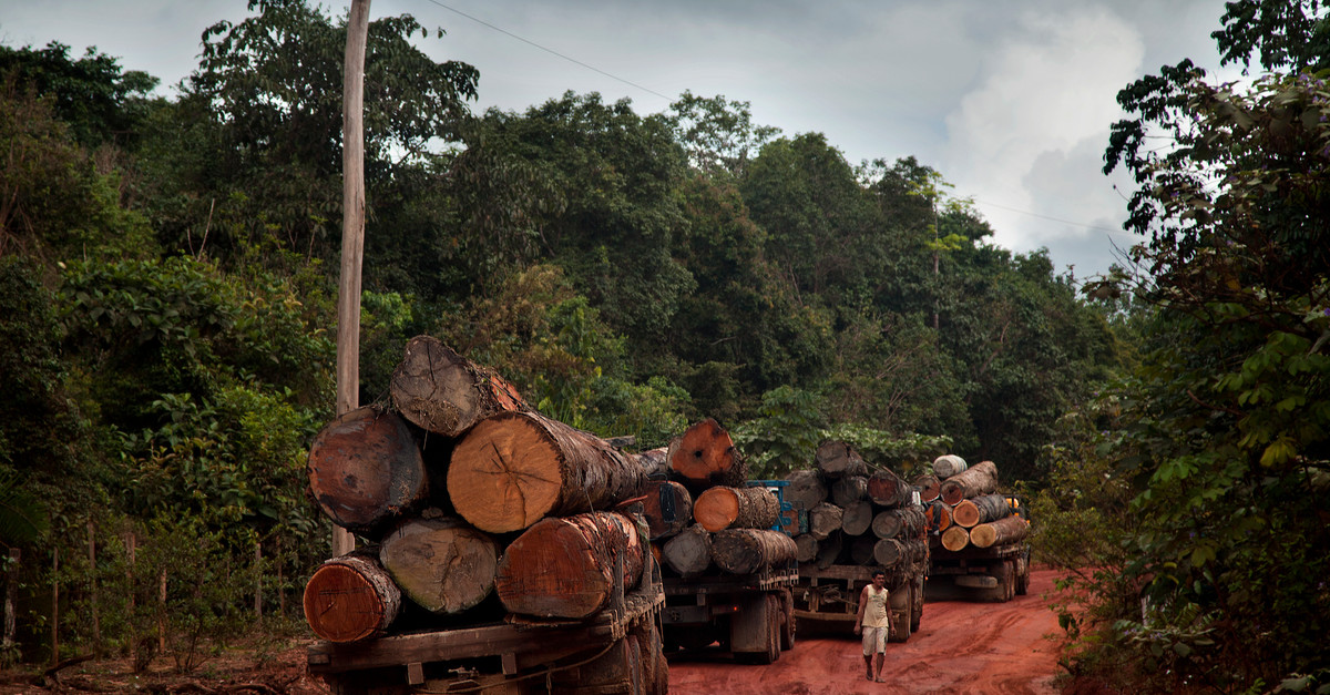 Amazonie : 451 millions d’arbres abattus l’an dernier