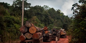 Amazonie : 451 millions d’arbres abattus l’an dernier