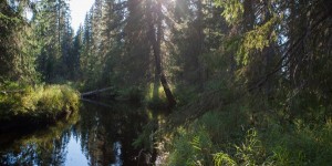 La forêt boréale de Dvinsky pourrait avoir disparu dans 10 ans