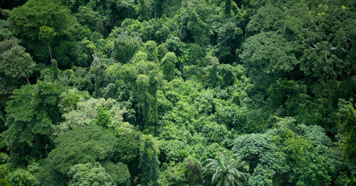 Une victoire pour les forêts africaines : la Socfin s’engage enfin sur le Zéro Déforestation !