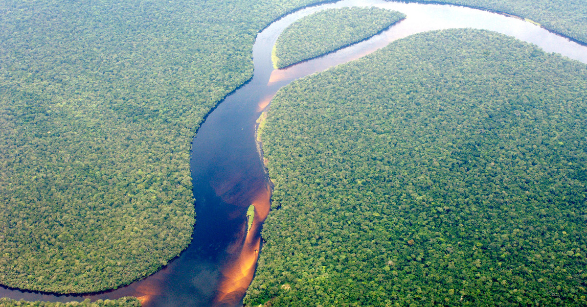 La RDC reçoit des millions pour sauver la forêt, alors qu’elle attribue des concessions forestières illégales