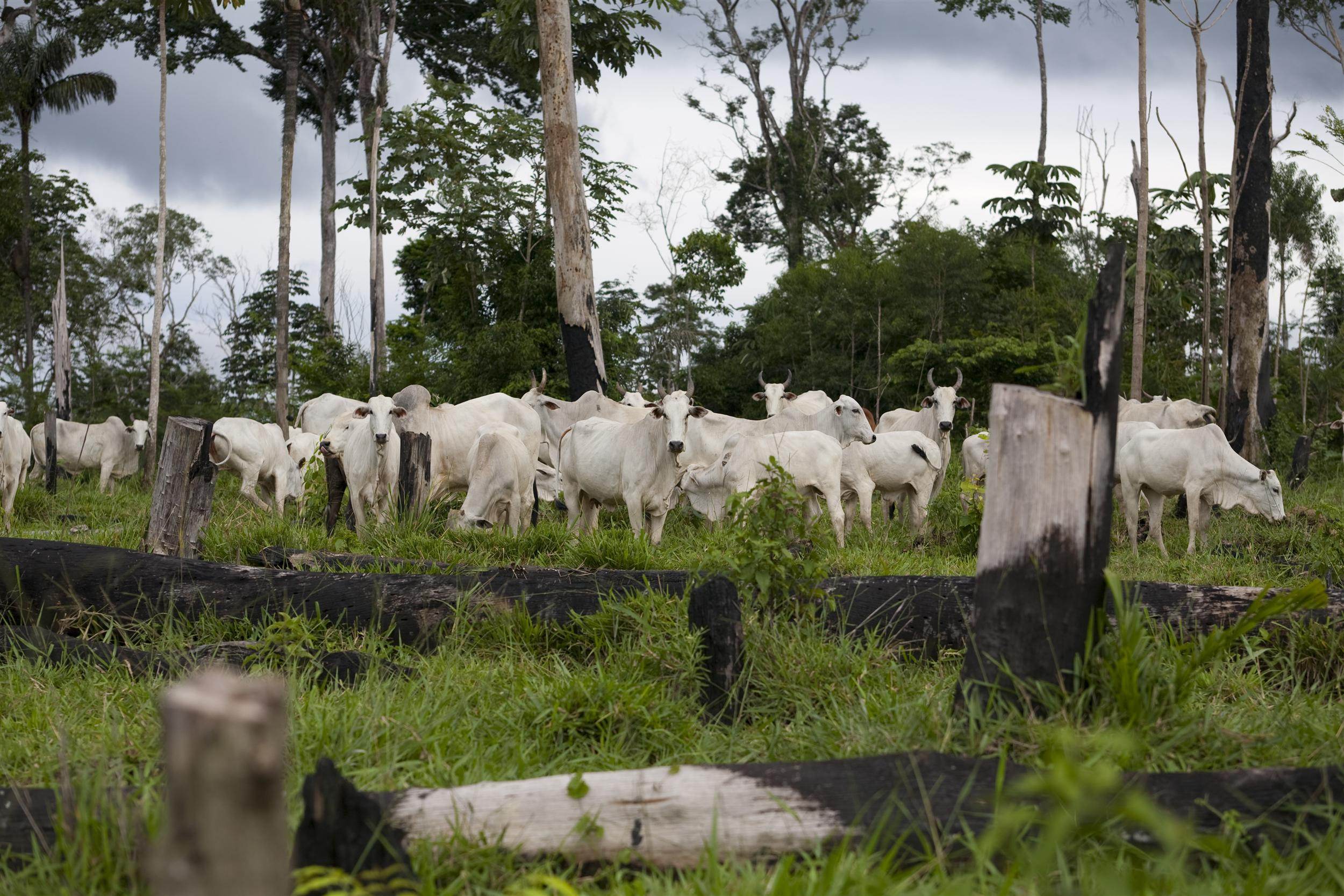 Brésil : Greenpeace suspend ses négociations avec le géant du bétail JBS