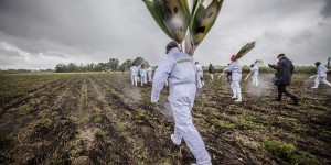 Nouveau OGM : nous maintenons notre démission du HCB