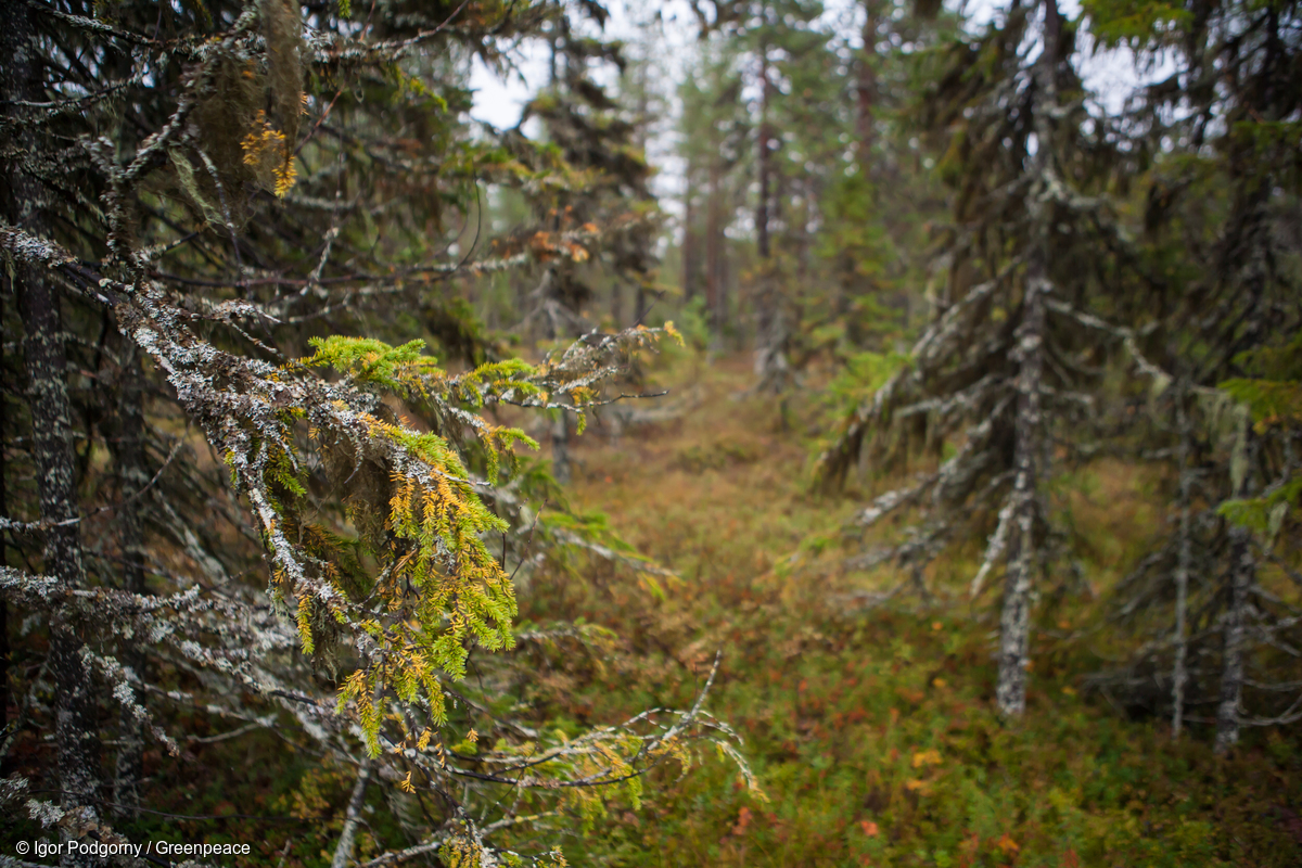 Le sort des forêts boréales russes entre les mains de multinationales