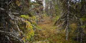 Le sort des forêts boréales russes entre les mains de multinationales