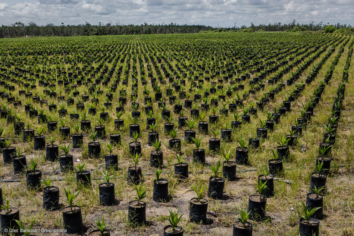 L’huile de palme n’a pas encore coupé les ponts avec la déforestation
