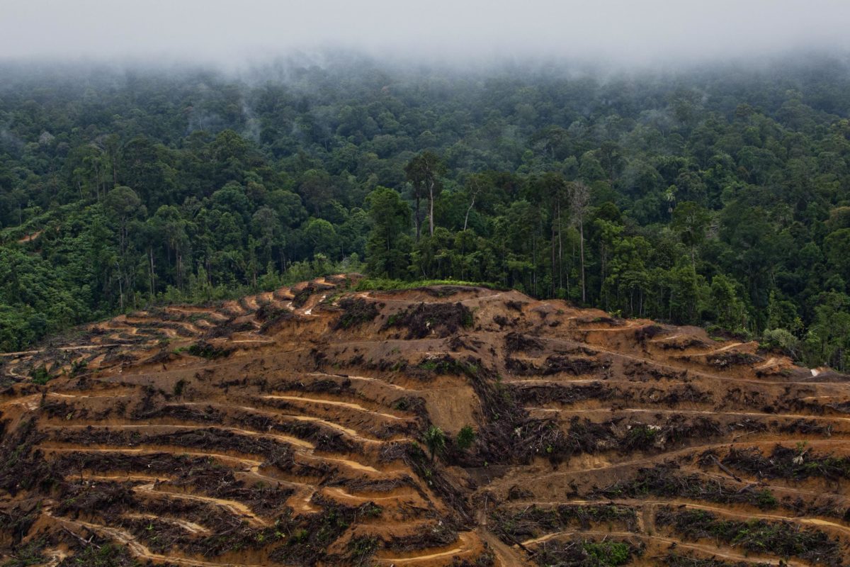 Huile de palme et déforestation : les grandes marques sont très en retard