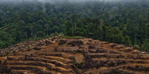 Huile de palme et déforestation : les grandes marques sont très en retard