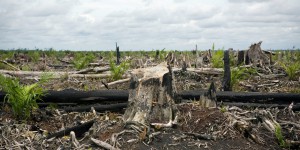 L’Union européenne va-t-elle continuer à ignorer son rôle dans la déforestation ?