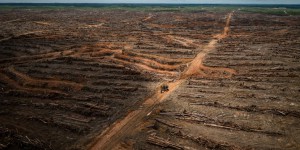 Agrocarburants : la France à contresens sur la protection des forêts