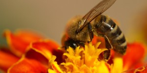 Victoire : l’UE interdit trois pesticides tueurs d’abeilles