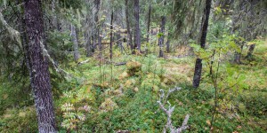 Forêts russes : un accord arraché par les ONG pour sauver Dvinsky