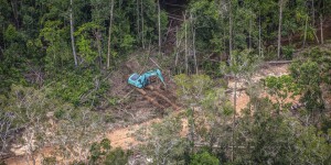 Huile de palme et déforestation : compte à rebours final