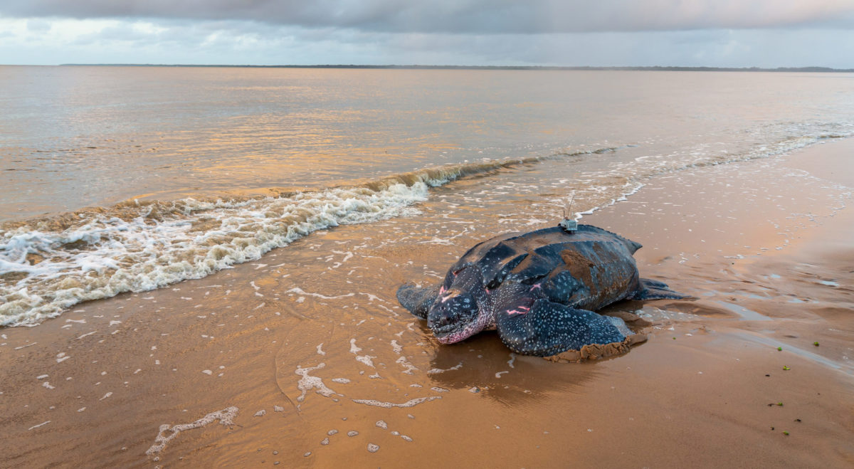 Déclin des tortues : symptôme du mal être des océans