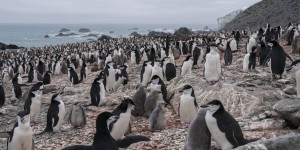 En Antarctique, les manchots ont chaud. Aidons-les !