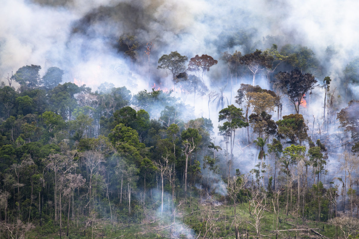 Amazonie : écocide en cours