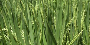 Un riz OGM pour lutter contre la diarrhée