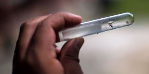 Dengue : résultats encourageants pour le vaccin de Sanofi