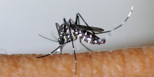 Chaleur, noyade et moustique tigre: les dangers de cet été