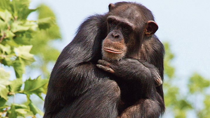Ebola : un vaccin pour les chimpanzés à portée de main