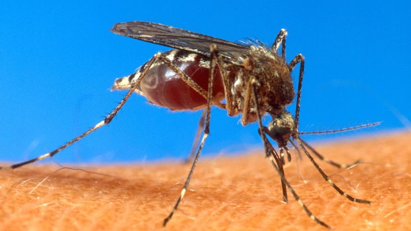 Mobilisation renforcée contre le chikungunya aux Antilles