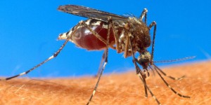 Mobilisation renforcée contre le chikungunya aux Antilles