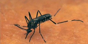 Contre la dengue, un nouvel outil : l'usine à moustiques