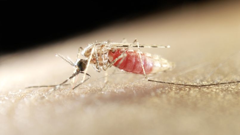 Le paludisme confère une odeur alléchante
