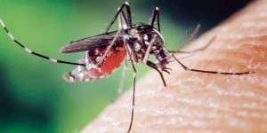 Chikungunya, dengue : la métropole n'est plus à l'abri